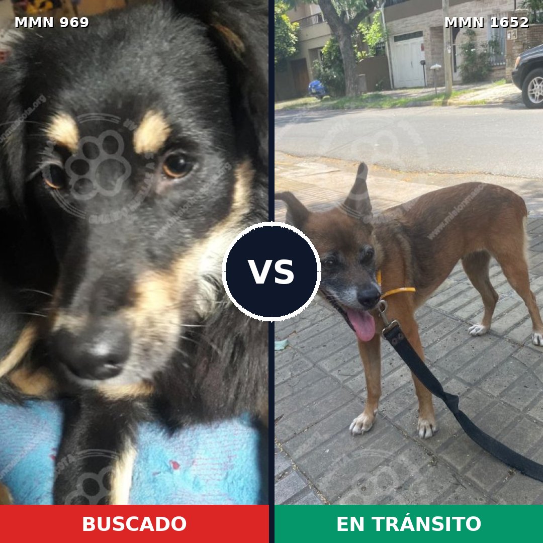 Comparativa MMS 35161: mascota perdida y mascota encontrada, 41% de similitud