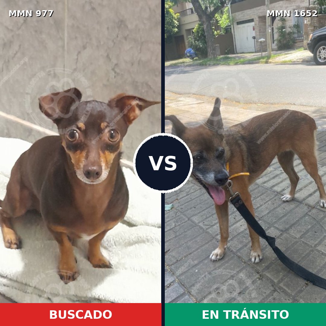 Comparativa MMS 35162: mascota perdida y mascota encontrada, 39% de similitud