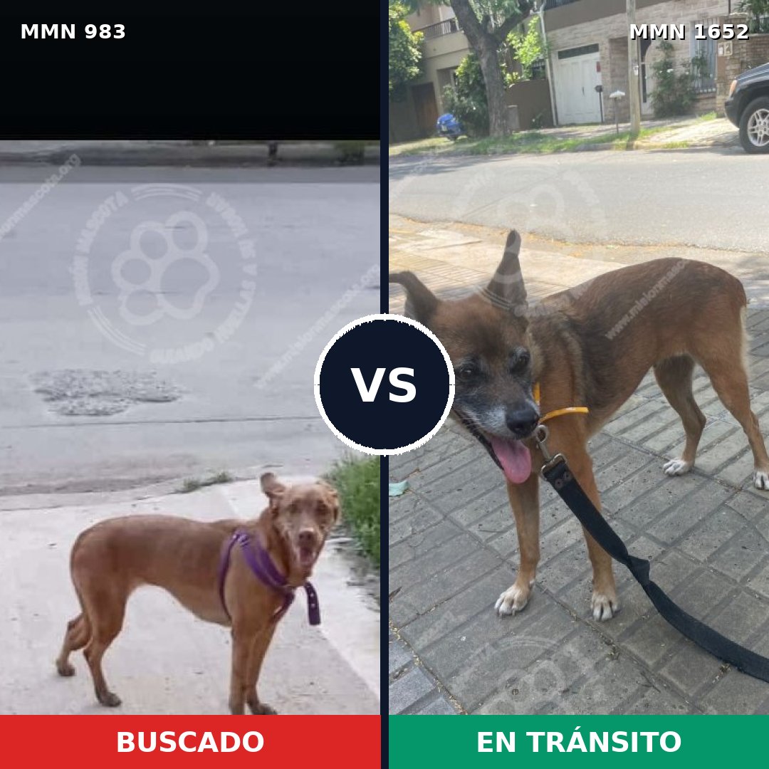 Comparativa MMS 35163: mascota perdida y mascota encontrada, 47% de similitud