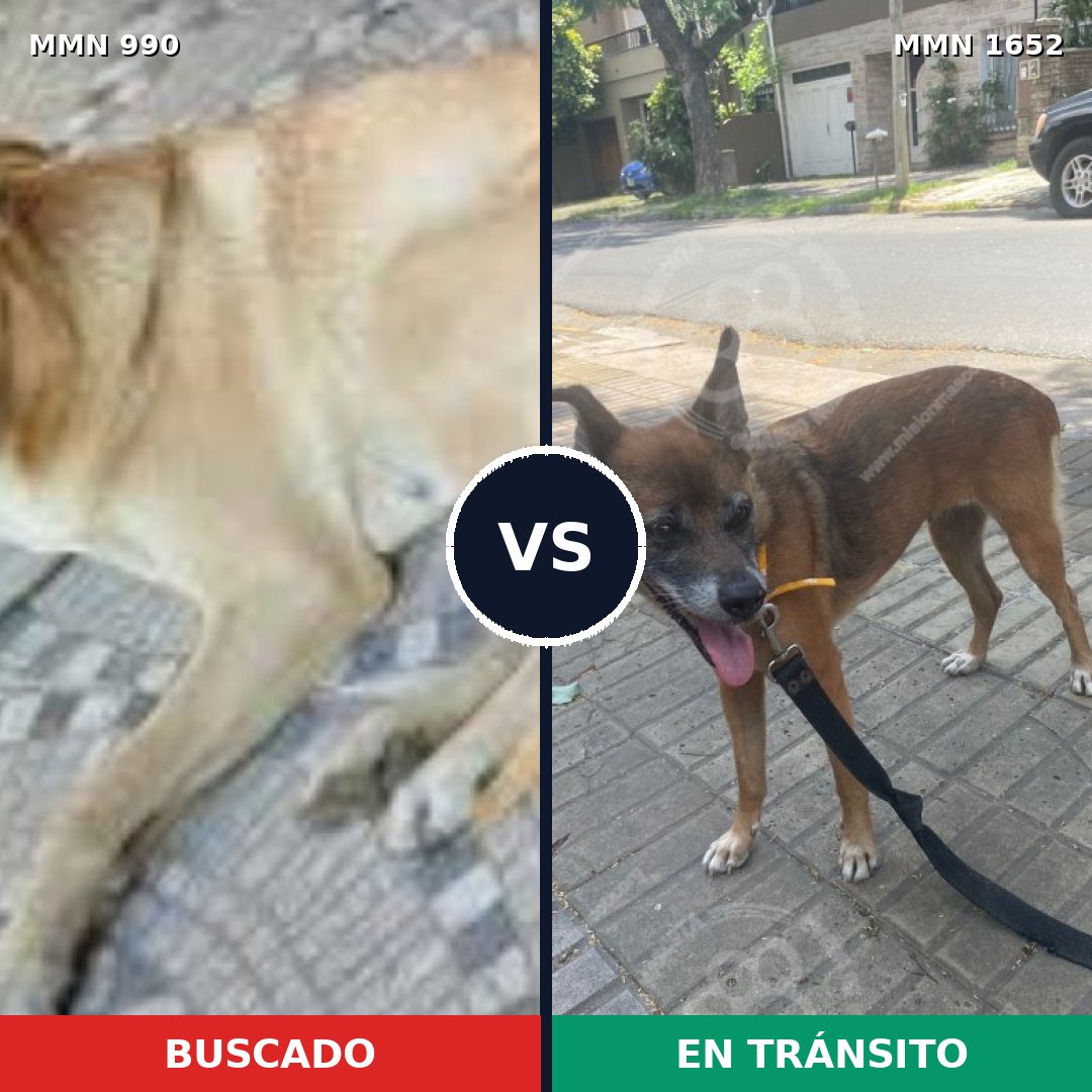 Comparativa MMS 35164: mascota perdida y mascota encontrada, 38% de similitud