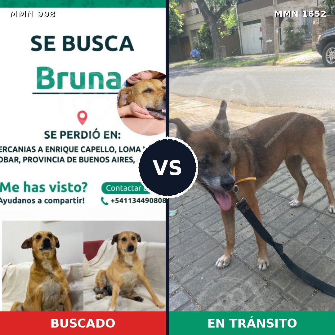 Comparativa MMS 35165: mascota perdida y mascota encontrada, 52% de similitud