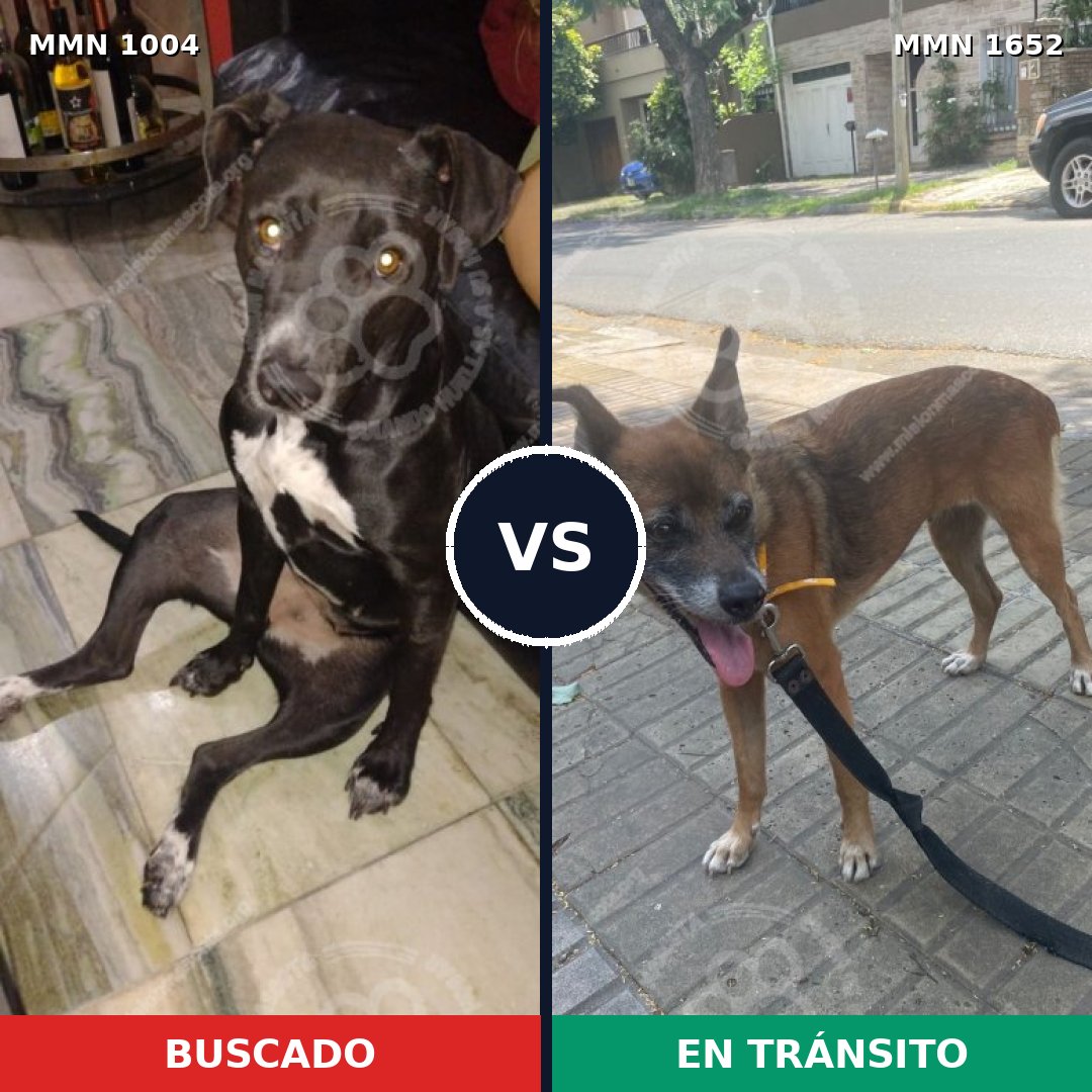 Comparativa MMS 35166: mascota perdida y mascota encontrada, 43% de similitud