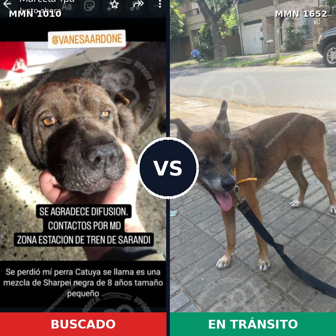 Comparativa MMS 35167: mascota perdida y mascota encontrada, 42% de similitud