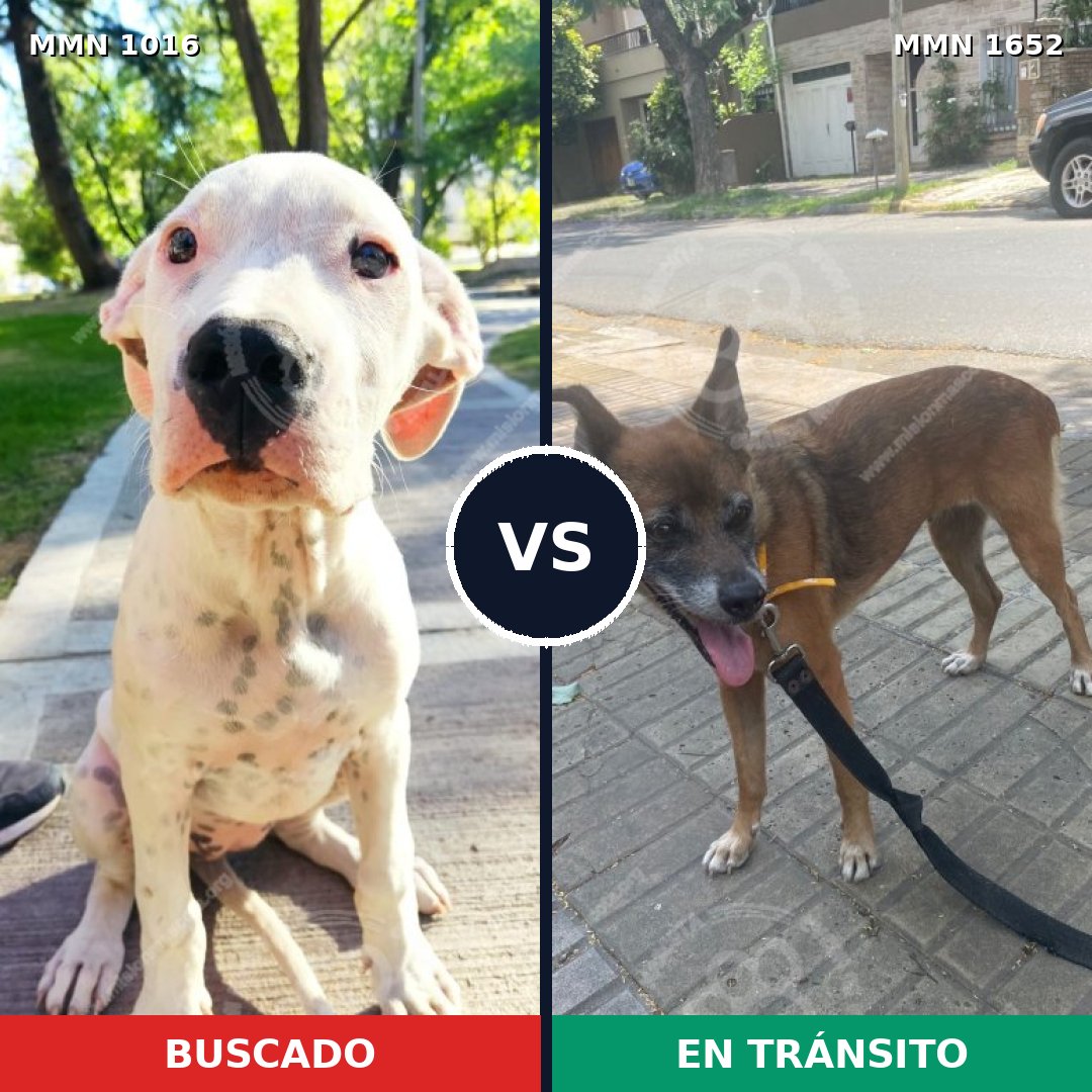 Comparativa MMS 35168: mascota perdida y mascota encontrada, 37% de similitud