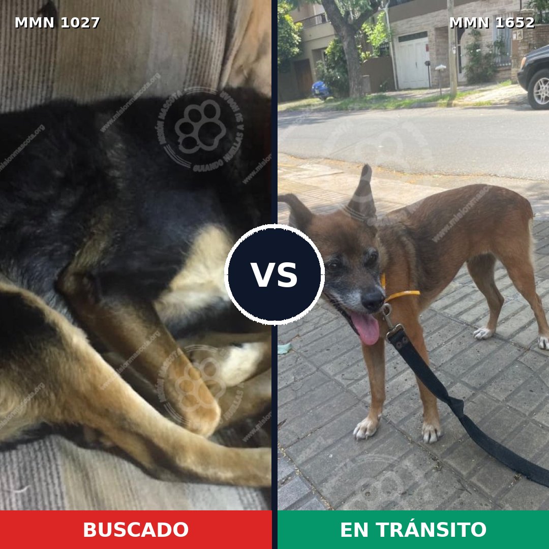 Comparativa MMS 35170: mascota perdida y mascota encontrada, 46% de similitud