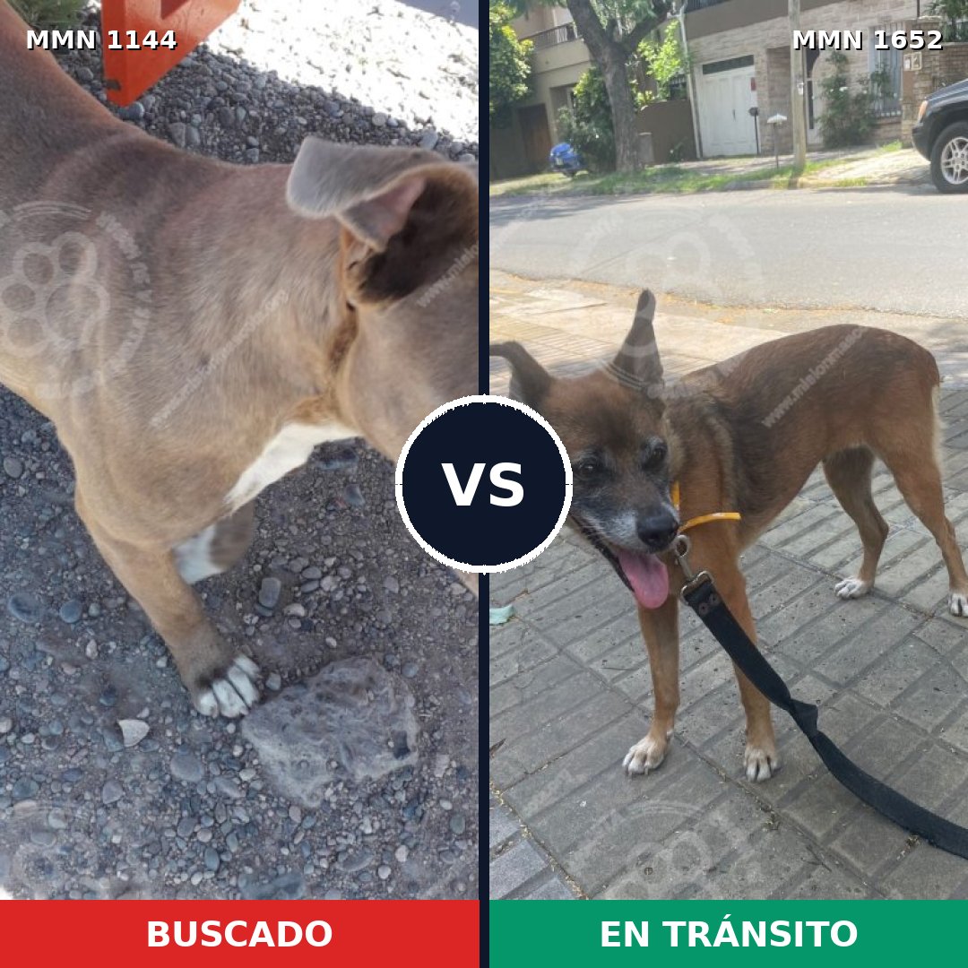 Comparativa MMS 35171: mascota perdida y mascota encontrada, 35% de similitud