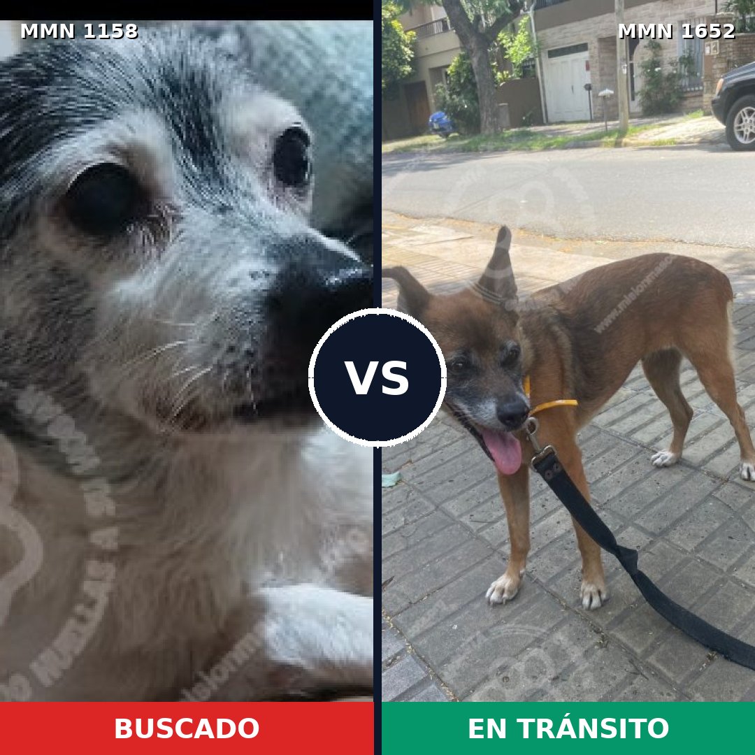 Comparativa MMS 35174: mascota perdida y mascota encontrada, 34% de similitud