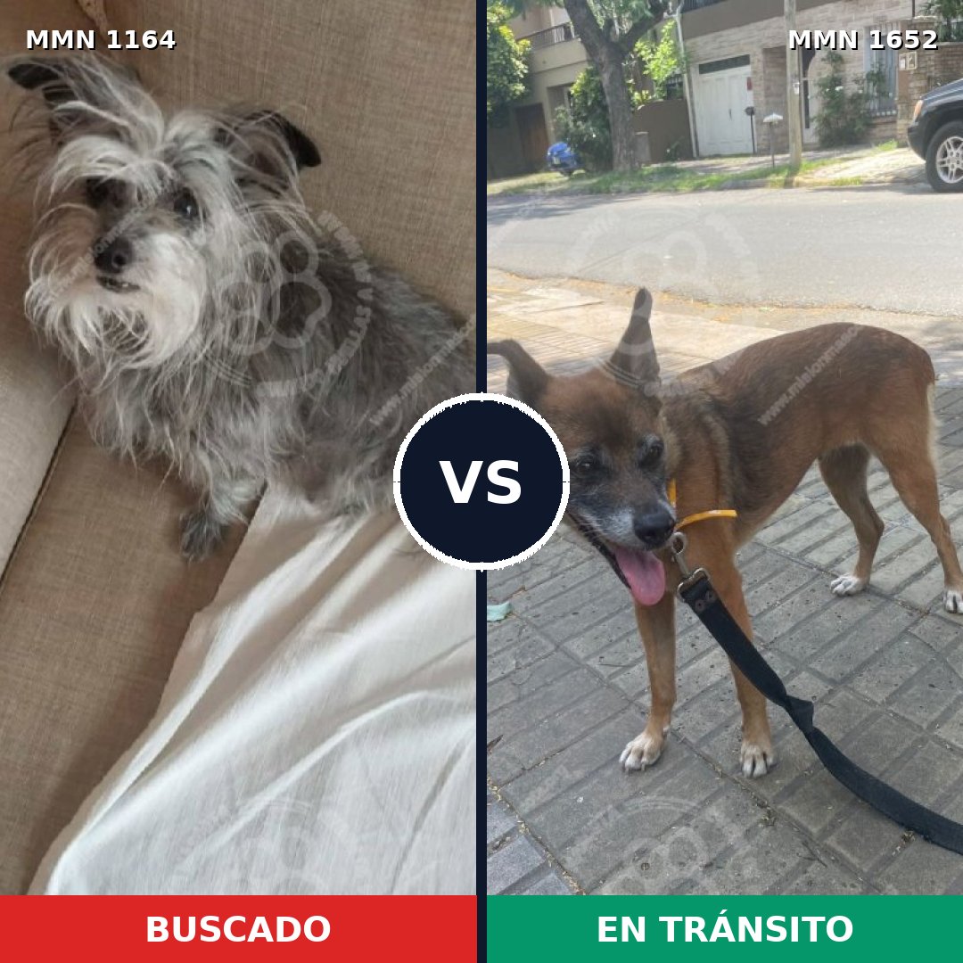 Comparativa MMS 35176: mascota perdida y mascota encontrada, 43% de similitud