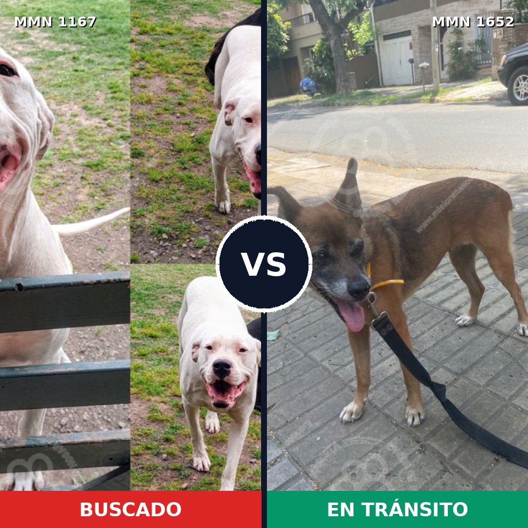 Comparativa MMS 35177: mascota perdida y mascota encontrada, 30% de similitud