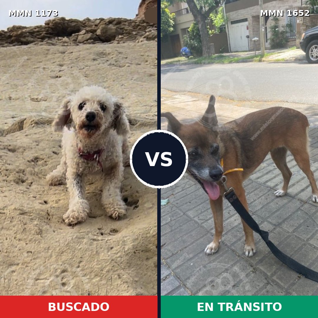 Comparativa MMS 35178: mascota perdida y mascota encontrada, 25% de similitud