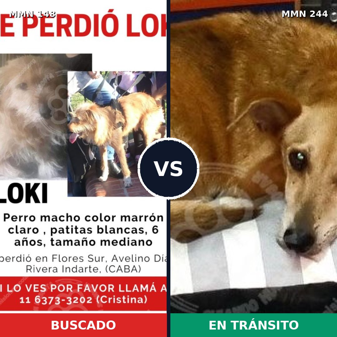 Comparativa MMS 3518: mascota perdida y mascota encontrada, 52% de similitud