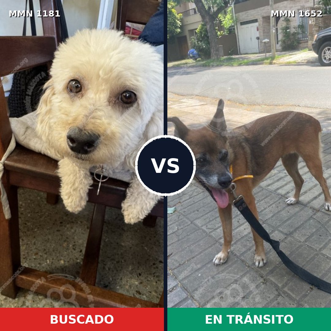 Comparativa MMS 35180: mascota perdida y mascota encontrada, 32% de similitud