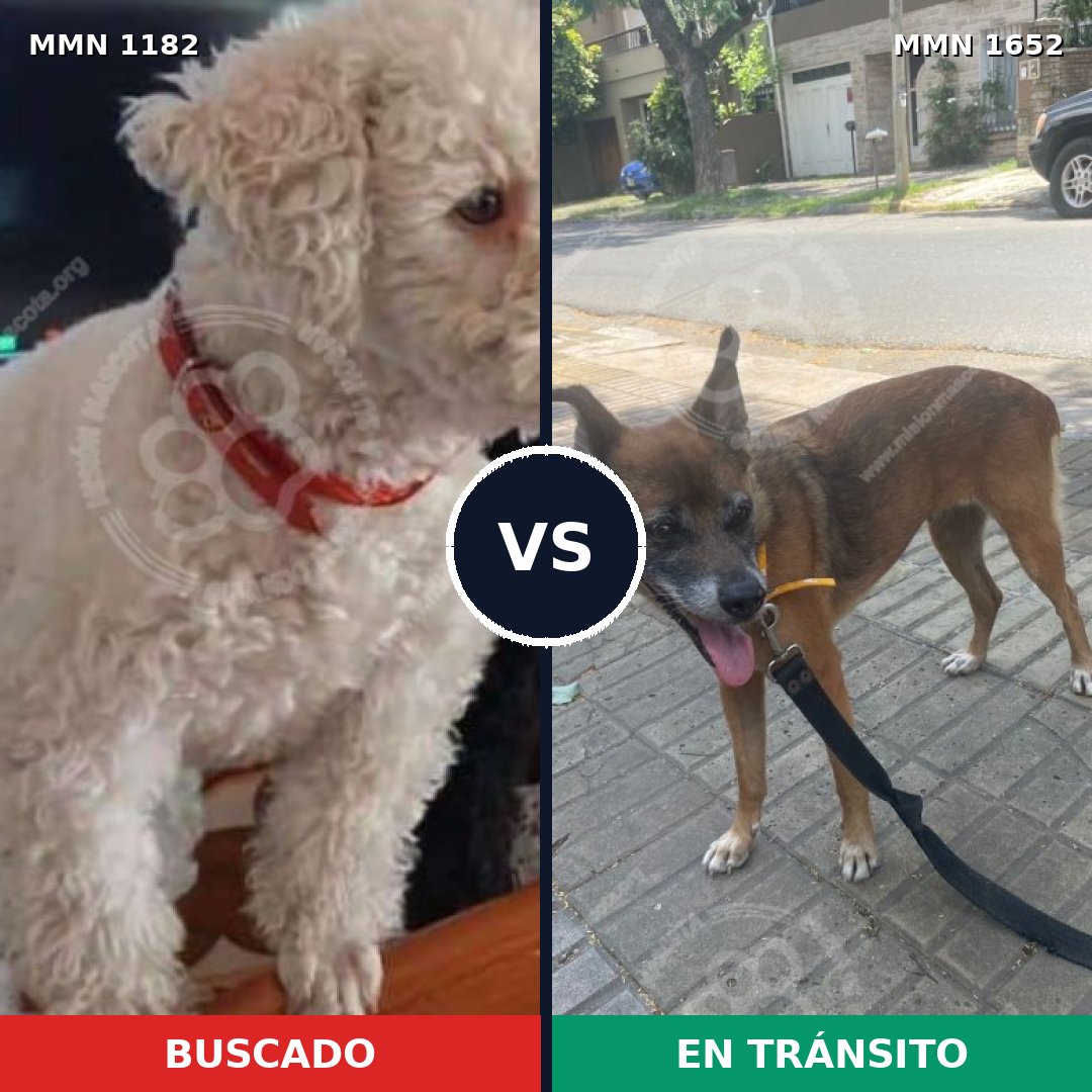 Comparativa MMS 35181: mascota perdida y mascota encontrada, 28% de similitud