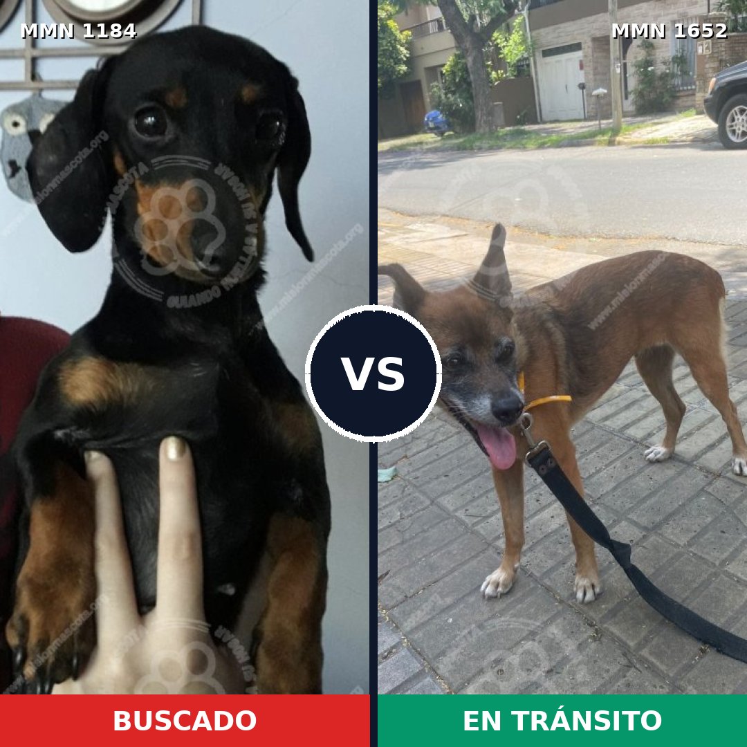 Comparativa MMS 35182: mascota perdida y mascota encontrada, 34% de similitud