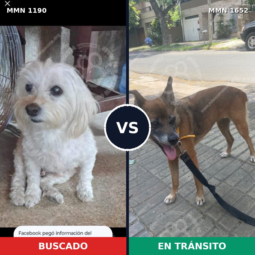 Comparativa MMS 35183: mascota perdida y mascota encontrada, 27% de similitud