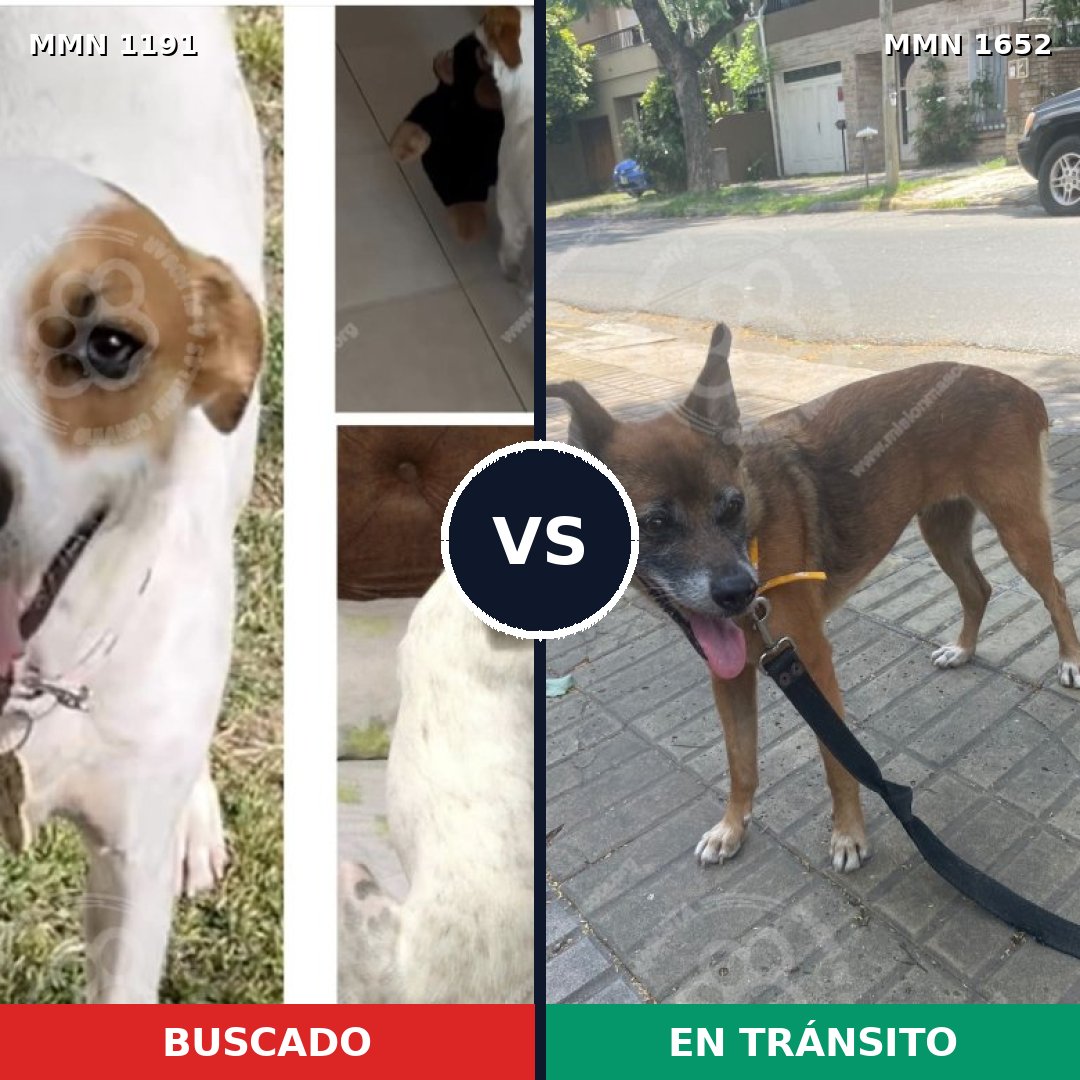 Comparativa MMS 35184: mascota perdida y mascota encontrada, 43% de similitud