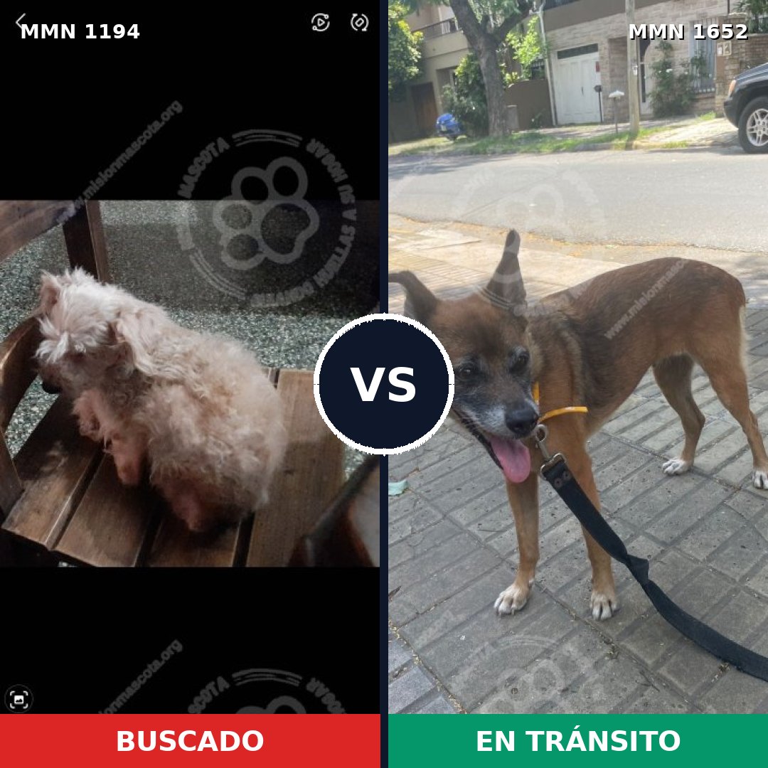 Comparativa MMS 35185: mascota perdida y mascota encontrada, 31% de similitud
