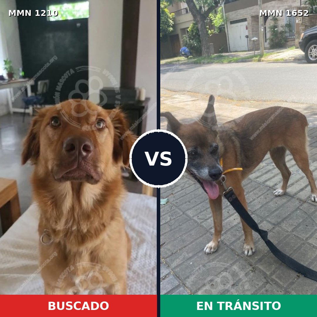 Comparativa MMS 35186: mascota perdida y mascota encontrada, 41% de similitud