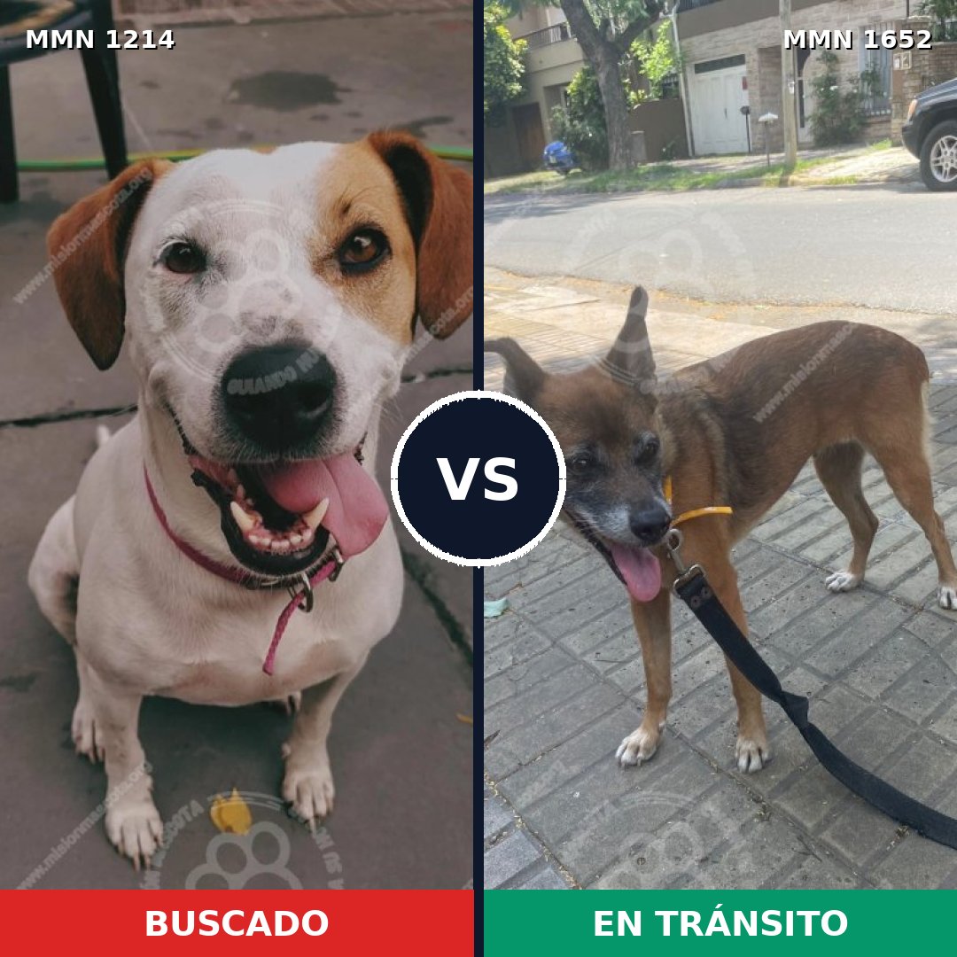 Comparativa MMS 35187: mascota perdida y mascota encontrada, 45% de similitud