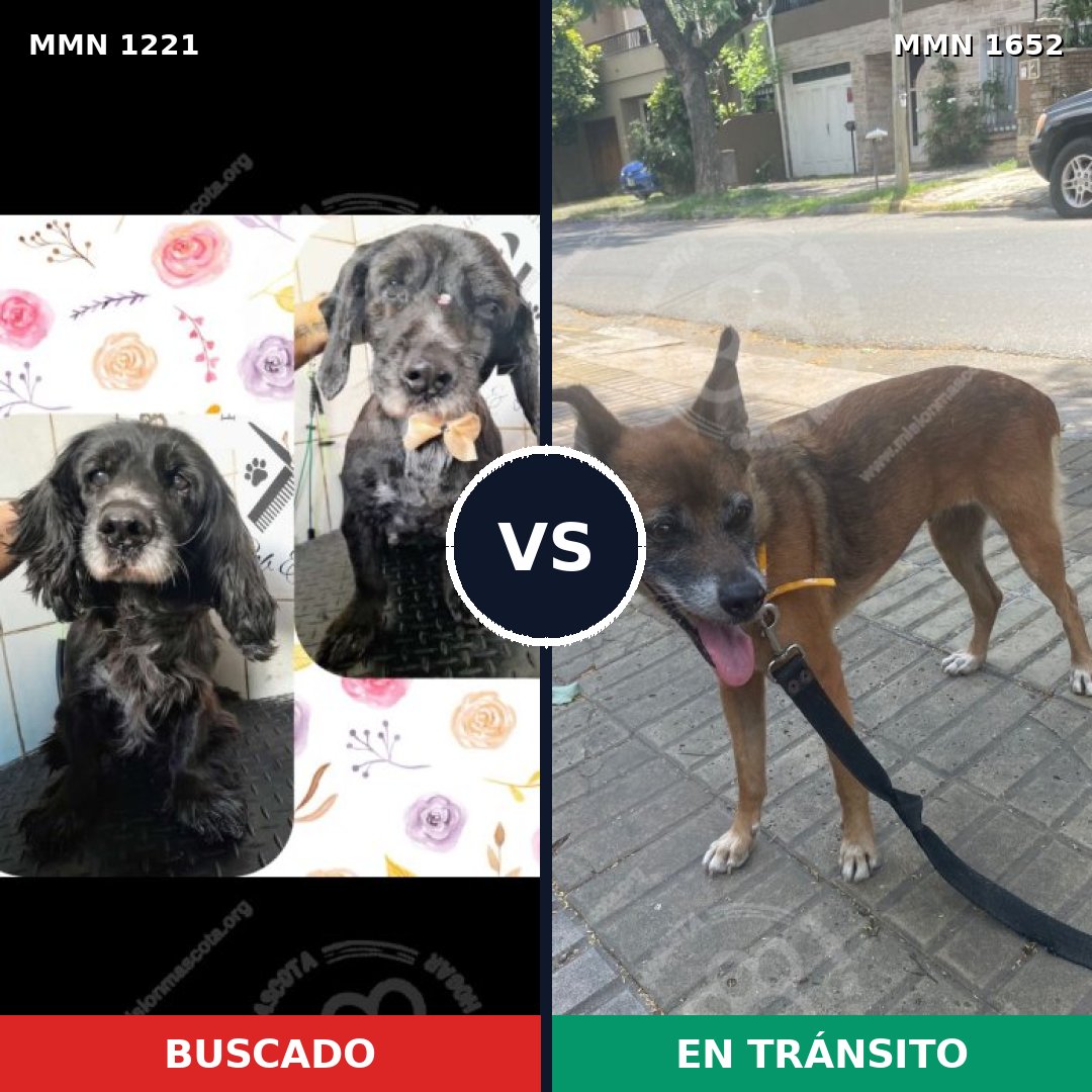 Comparativa MMS 35188: mascota perdida y mascota encontrada, 51% de similitud