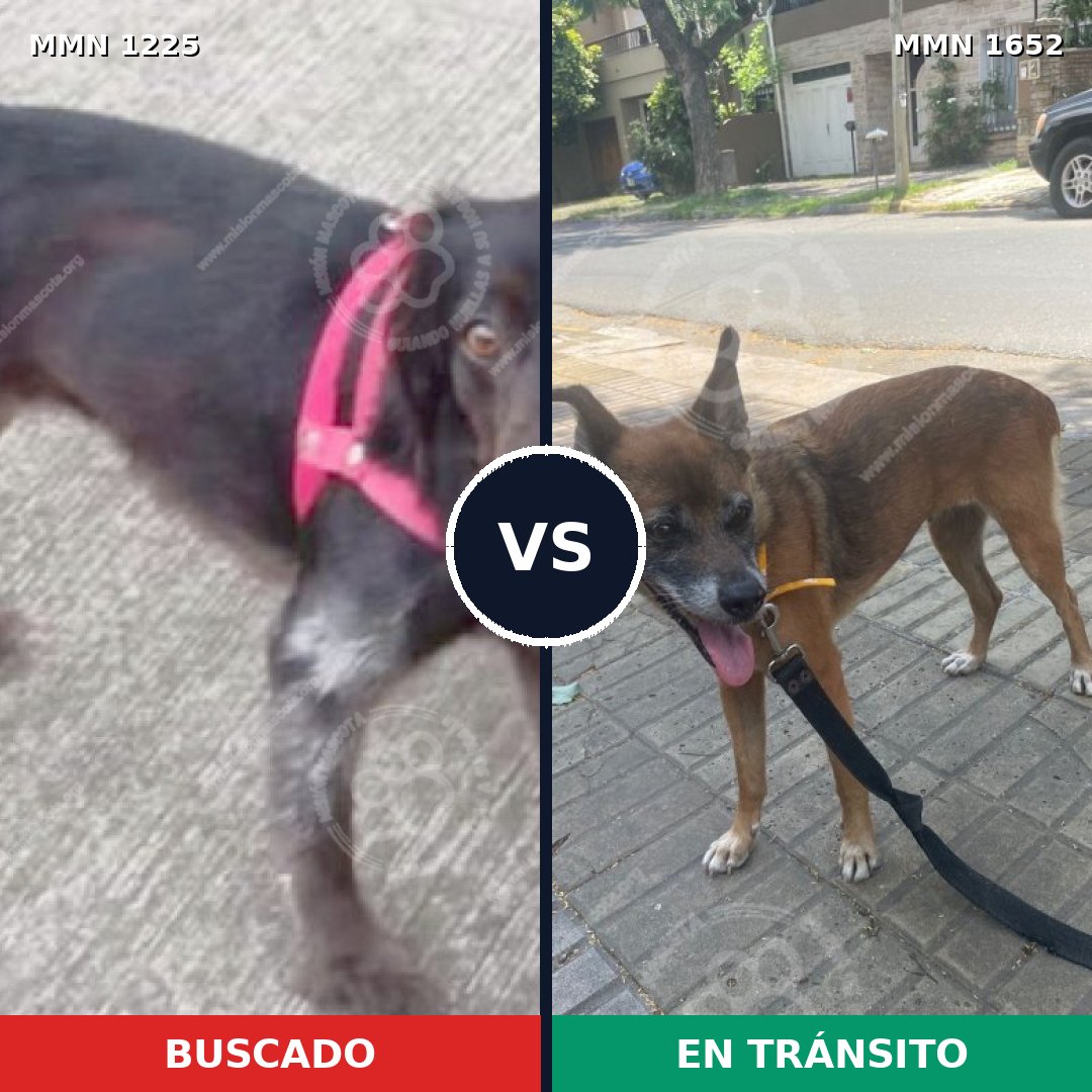 Comparativa MMS 35189: mascota perdida y mascota encontrada, 34% de similitud