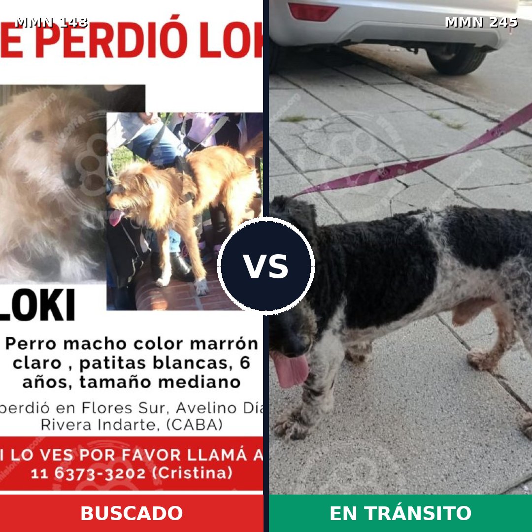 Comparativa MMS 3519: mascota perdida y mascota encontrada, 65% de similitud