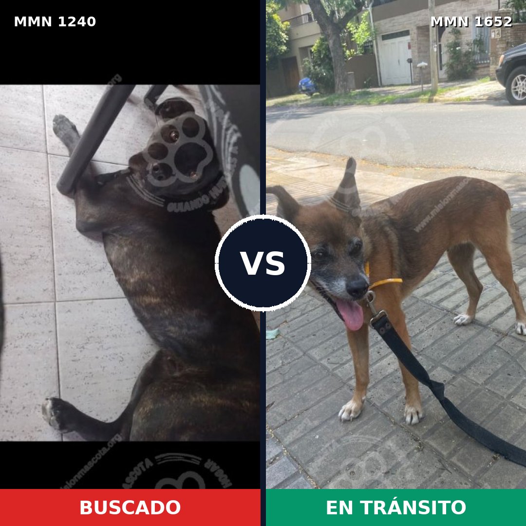 Comparativa MMS 35190: mascota perdida y mascota encontrada, 44% de similitud