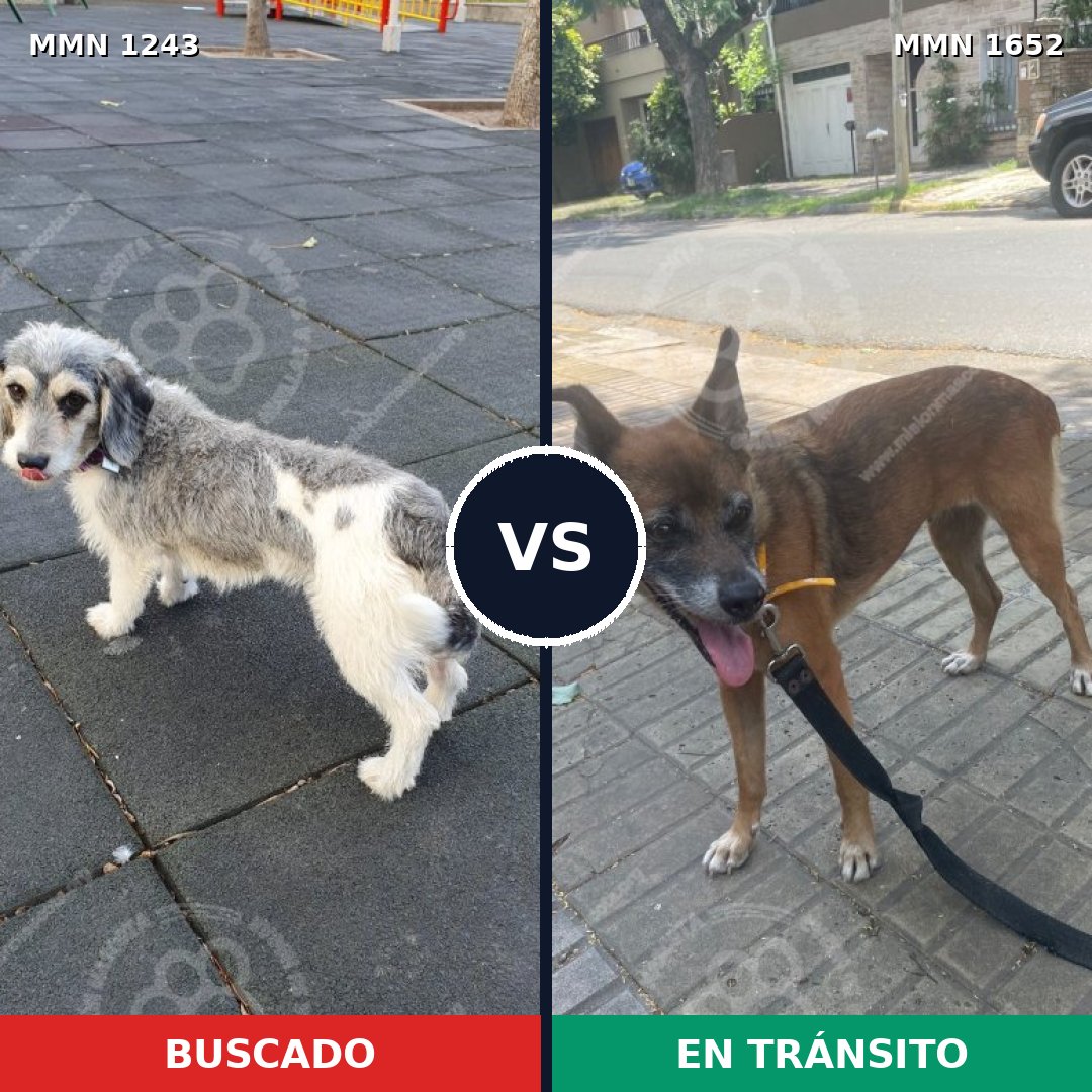 Comparativa MMS 35191: mascota perdida y mascota encontrada, 31% de similitud