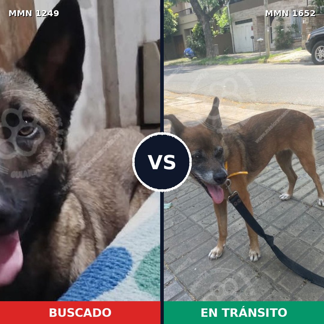 Comparativa MMS 35192: mascota perdida y mascota encontrada, 43% de similitud