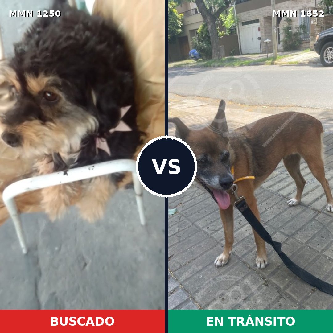 Comparativa MMS 35193: mascota perdida y mascota encontrada, 24% de similitud