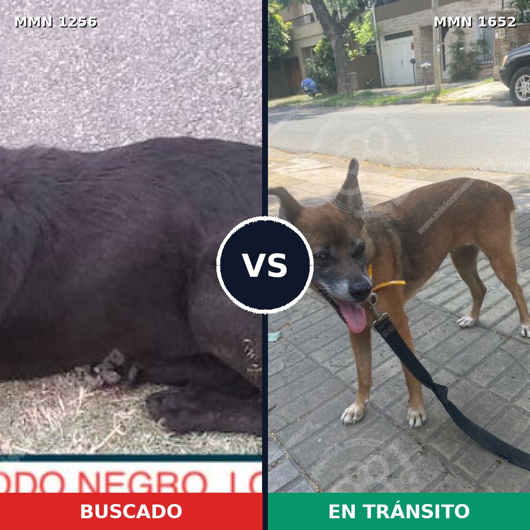 Comparativa MMS 35194: mascota perdida y mascota encontrada, 46% de similitud