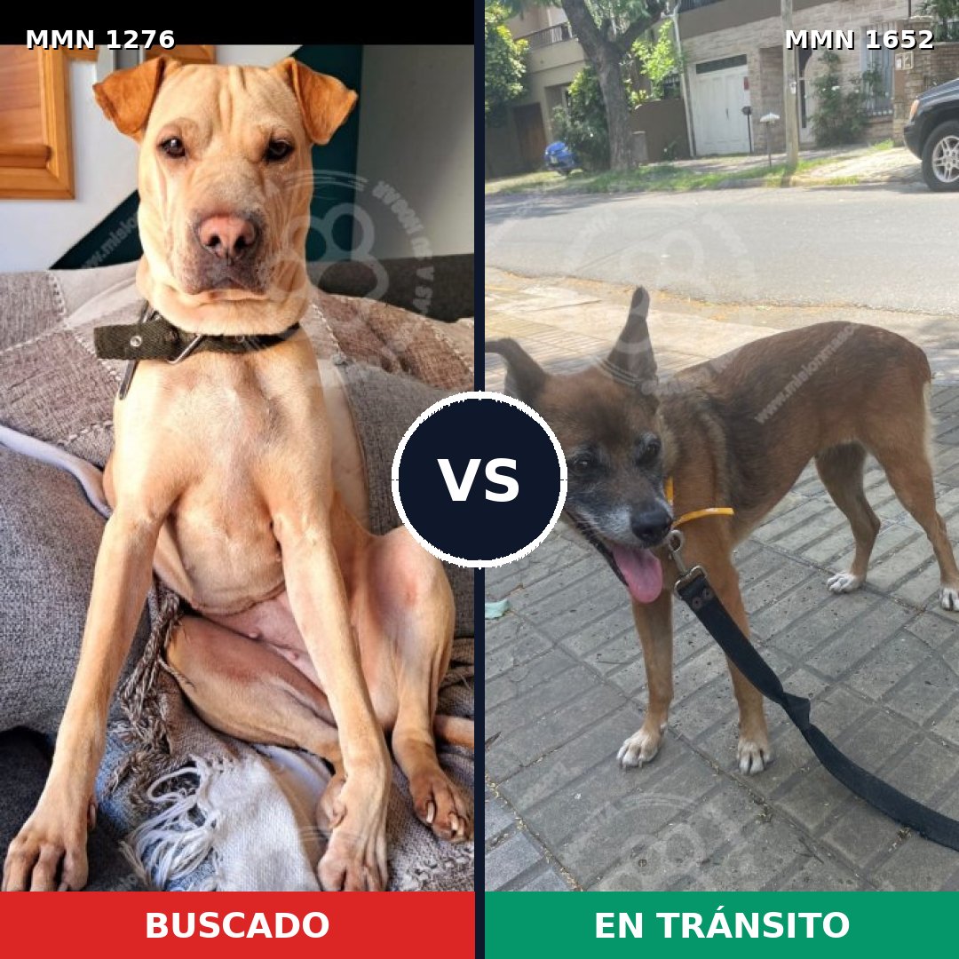 Comparativa MMS 35195: mascota perdida y mascota encontrada, 43% de similitud