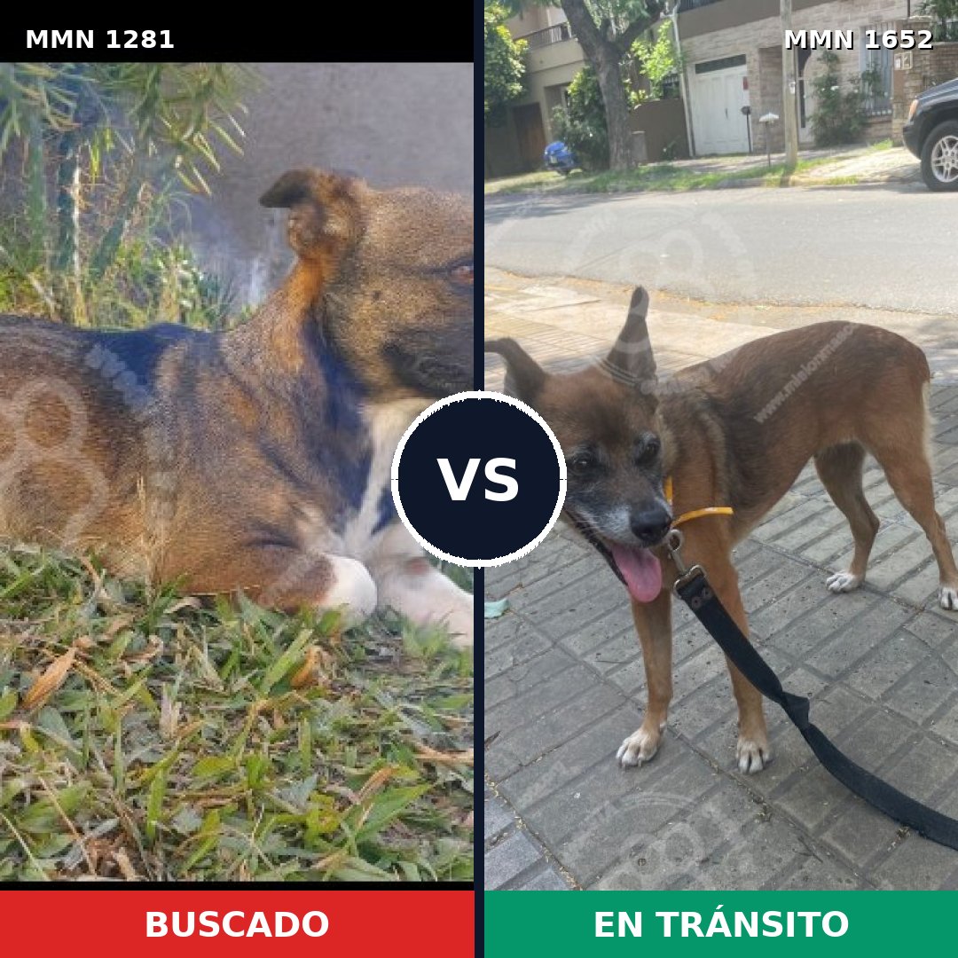 Comparativa MMS 35196: mascota perdida y mascota encontrada, 28% de similitud
