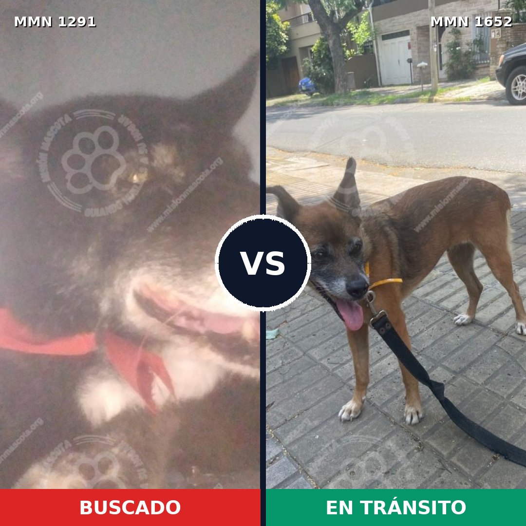Comparativa MMS 35197: mascota perdida y mascota encontrada, 34% de similitud
