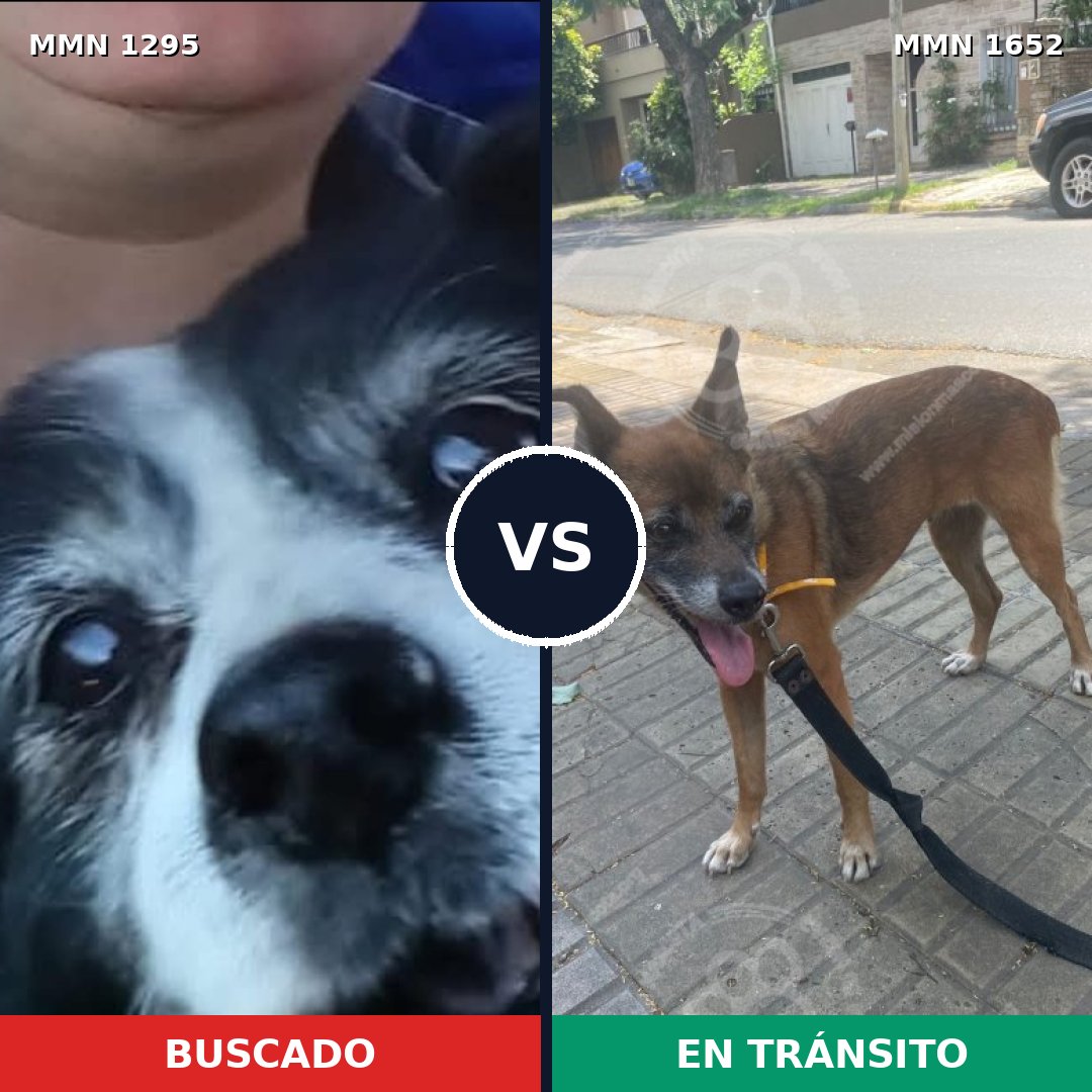 Comparativa MMS 35198: mascota perdida y mascota encontrada, 45% de similitud