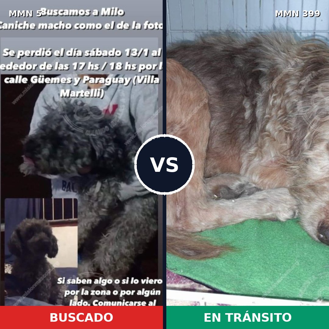 Comparativa MMS 352: mascota perdida y mascota encontrada, 36% de similitud