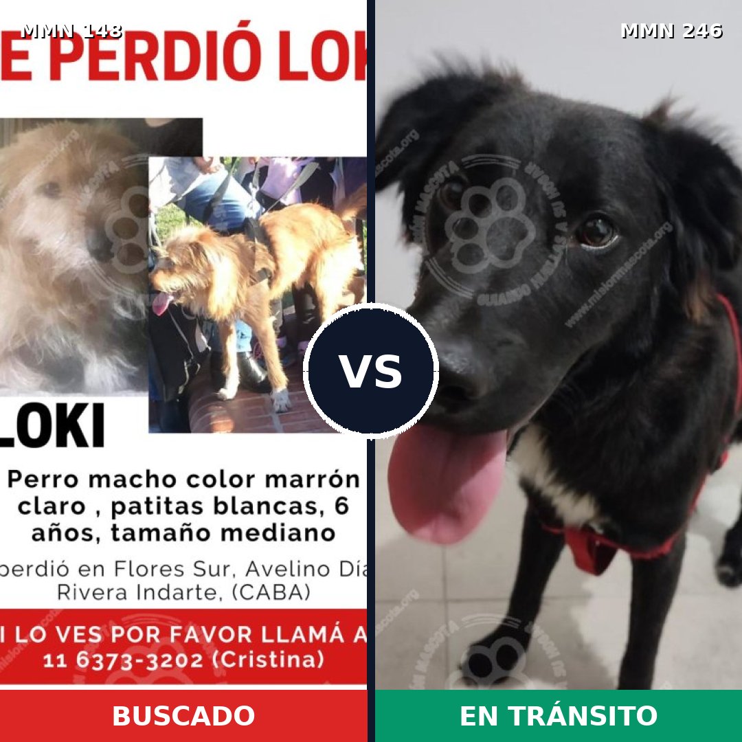 Comparativa MMS 3520: mascota perdida y mascota encontrada, 62% de similitud