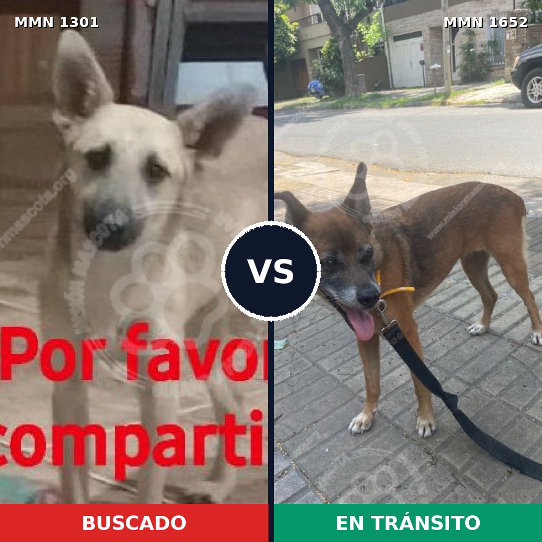 Comparativa MMS 35200: mascota perdida y mascota encontrada, 44% de similitud