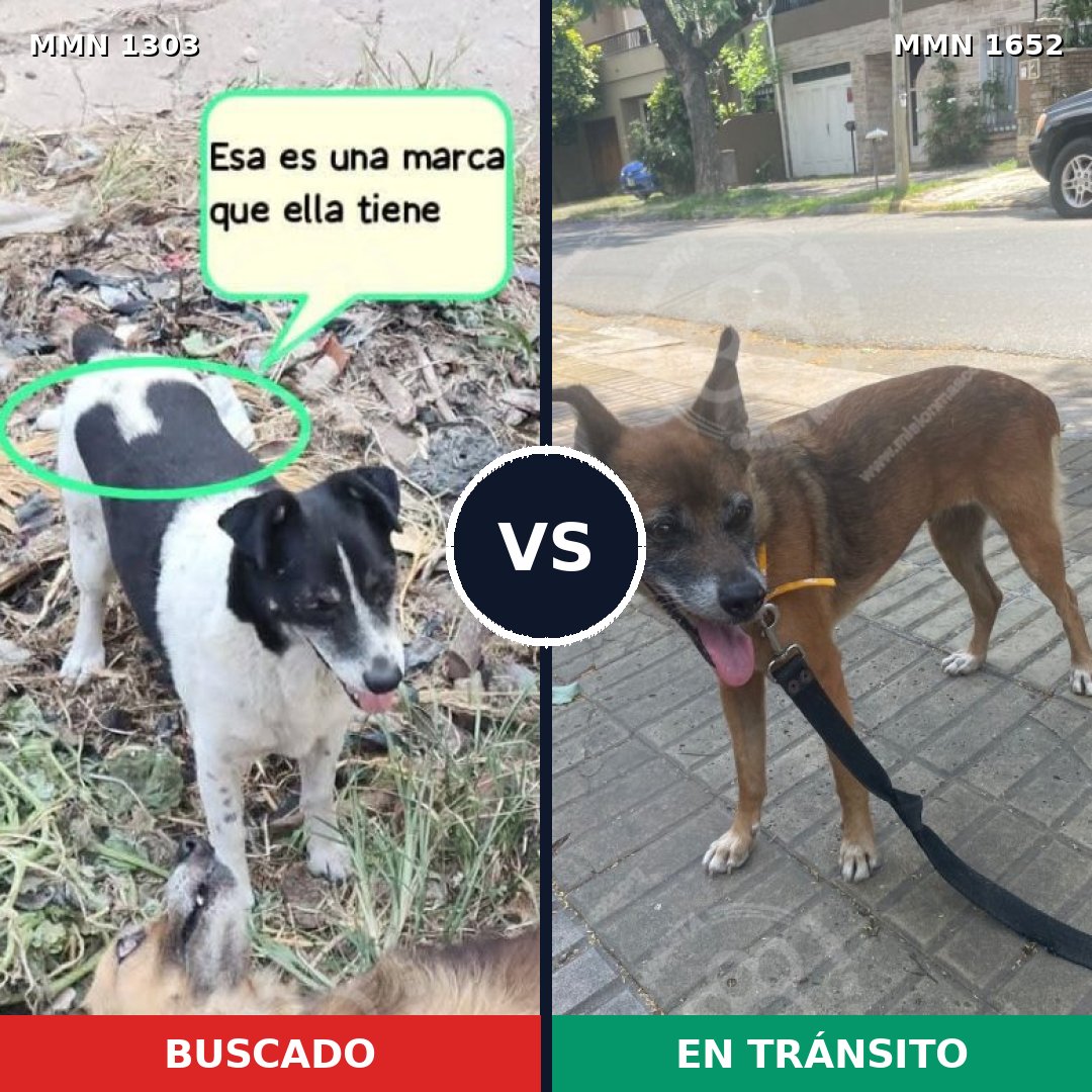 Comparativa MMS 35201: mascota perdida y mascota encontrada, 41% de similitud