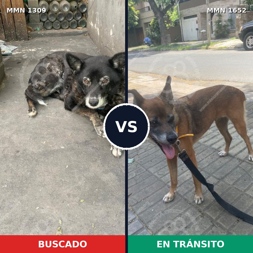 Comparativa MMS 35202: mascota perdida y mascota encontrada, 40% de similitud