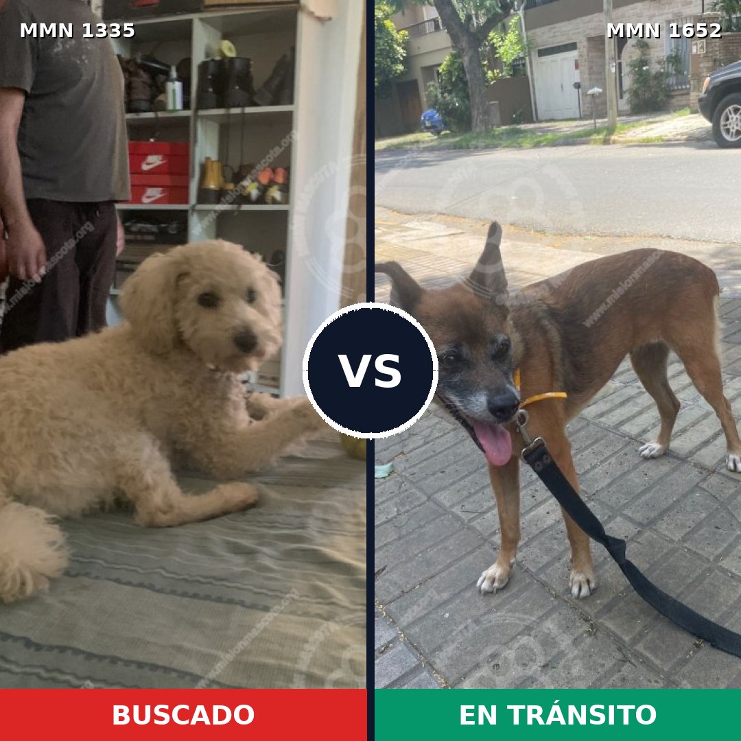 Comparativa MMS 35203: mascota perdida y mascota encontrada, 31% de similitud