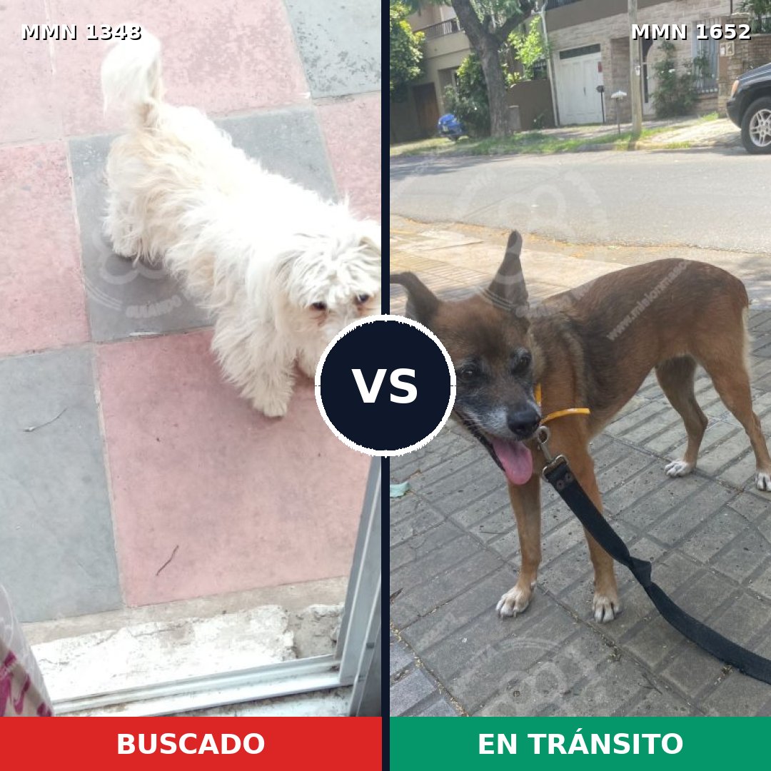 Comparativa MMS 35204: mascota perdida y mascota encontrada, 28% de similitud