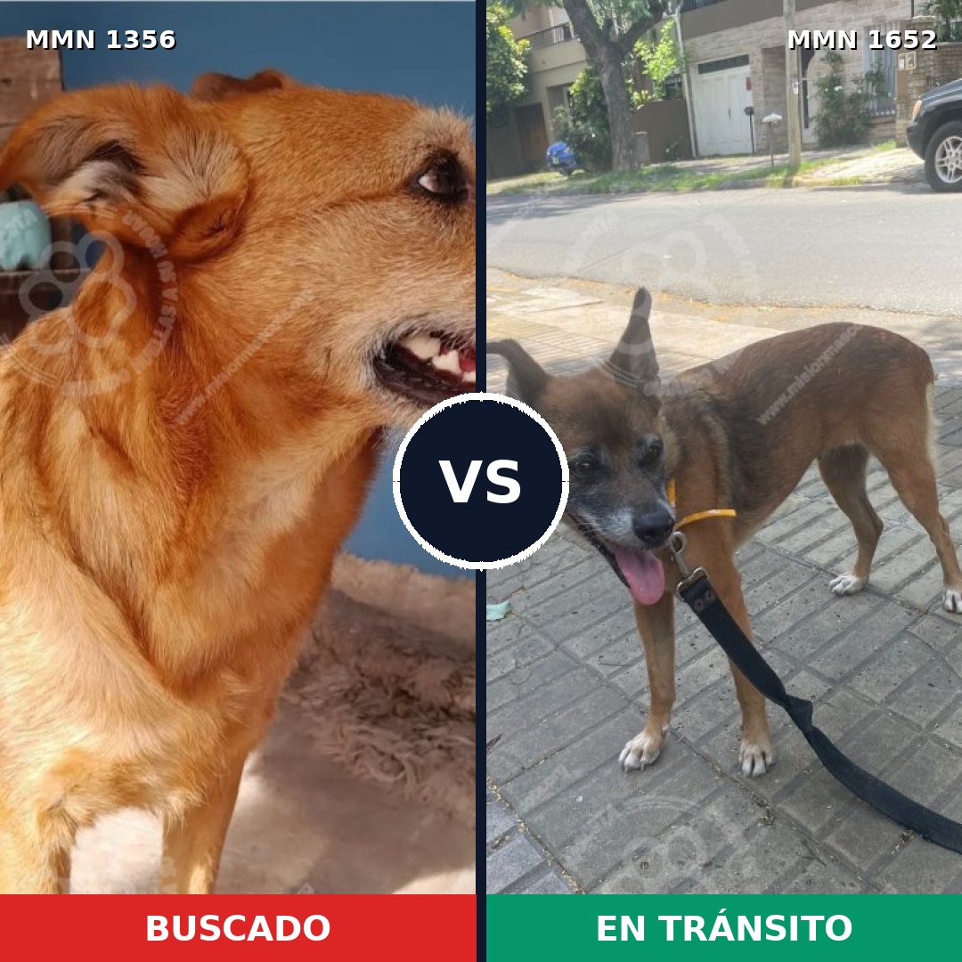 Comparativa MMS 35205: mascota perdida y mascota encontrada, 41% de similitud