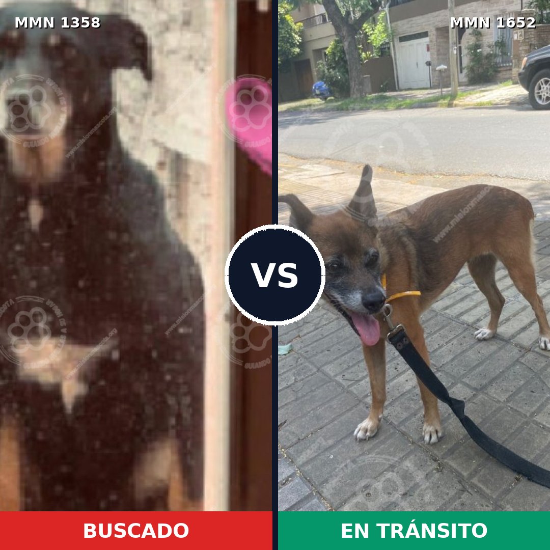 Comparativa MMS 35206: mascota perdida y mascota encontrada, 40% de similitud