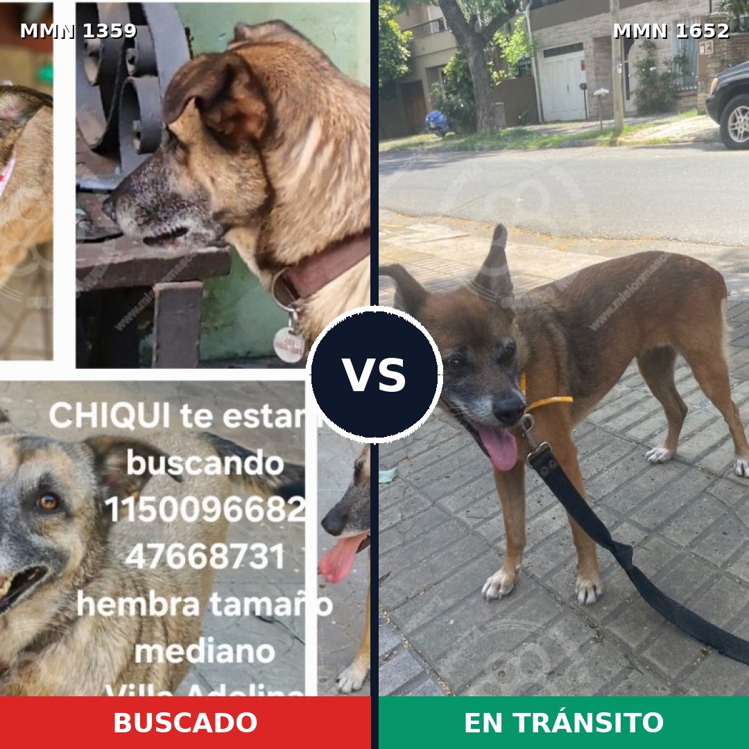 Comparativa MMS 35207: mascota perdida y mascota encontrada, 39% de similitud