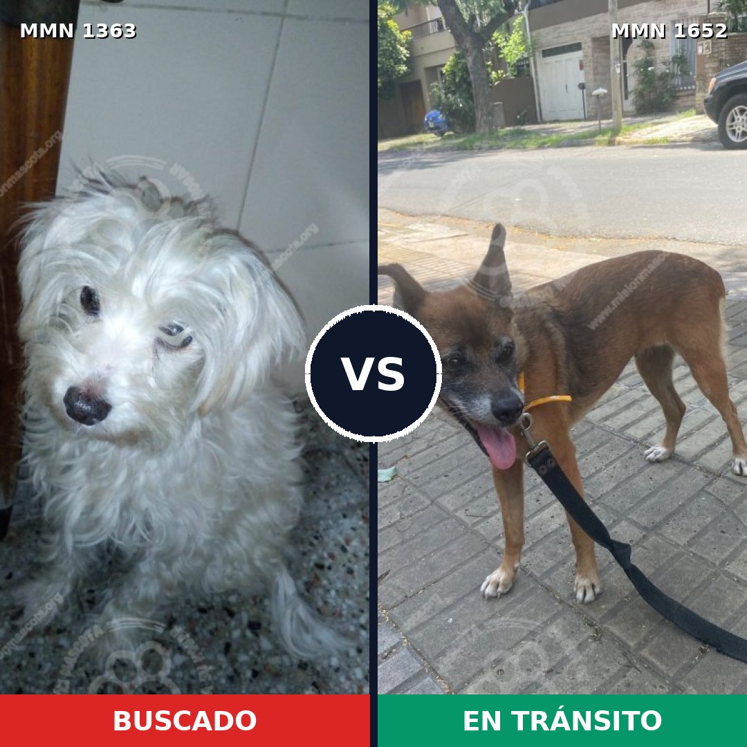 Comparativa MMS 35208: mascota perdida y mascota encontrada, 41% de similitud