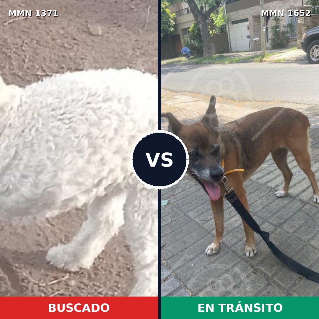 Comparativa MMS 35209: mascota perdida y mascota encontrada, 34% de similitud