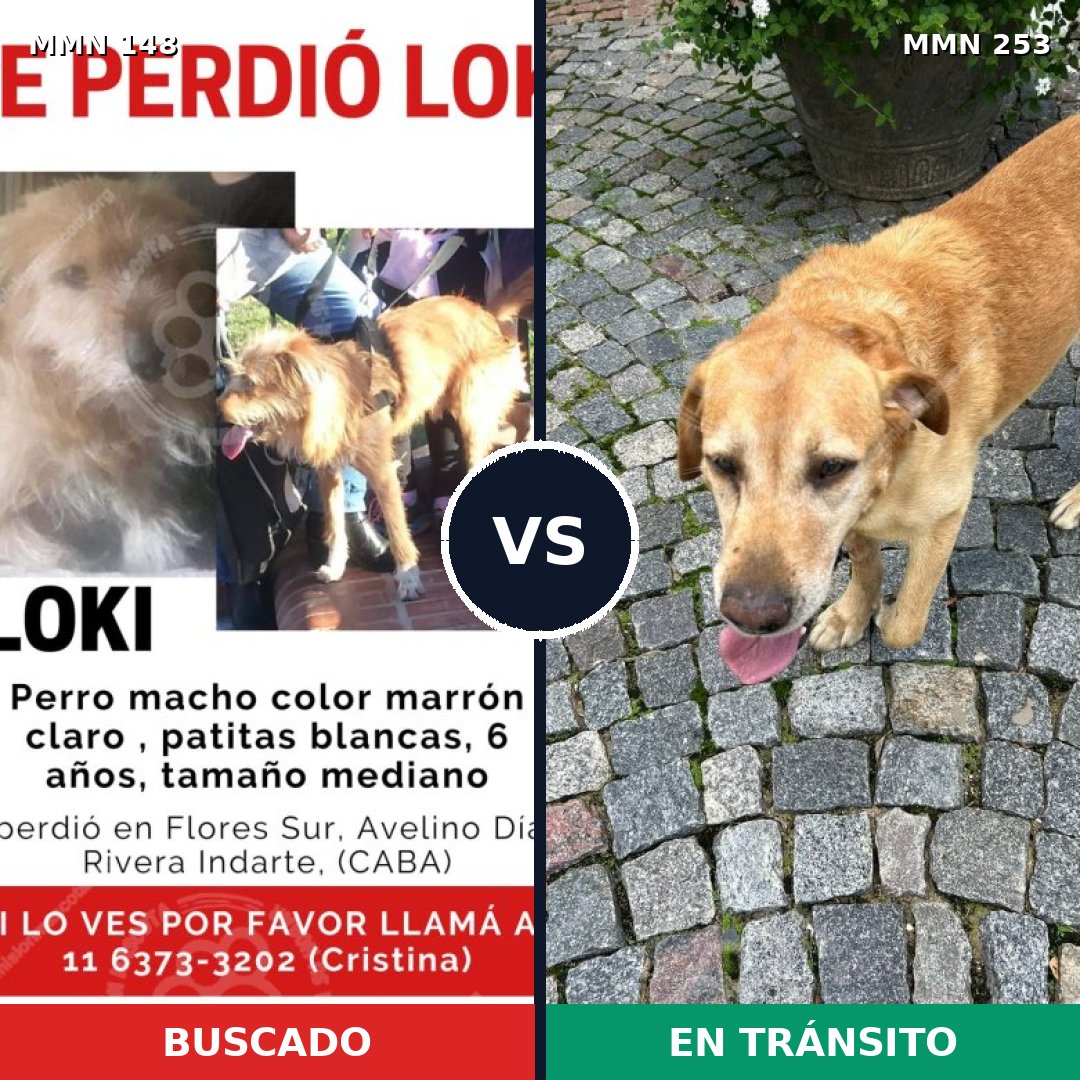Comparativa MMS 3521: mascota perdida y mascota encontrada, 26% de similitud