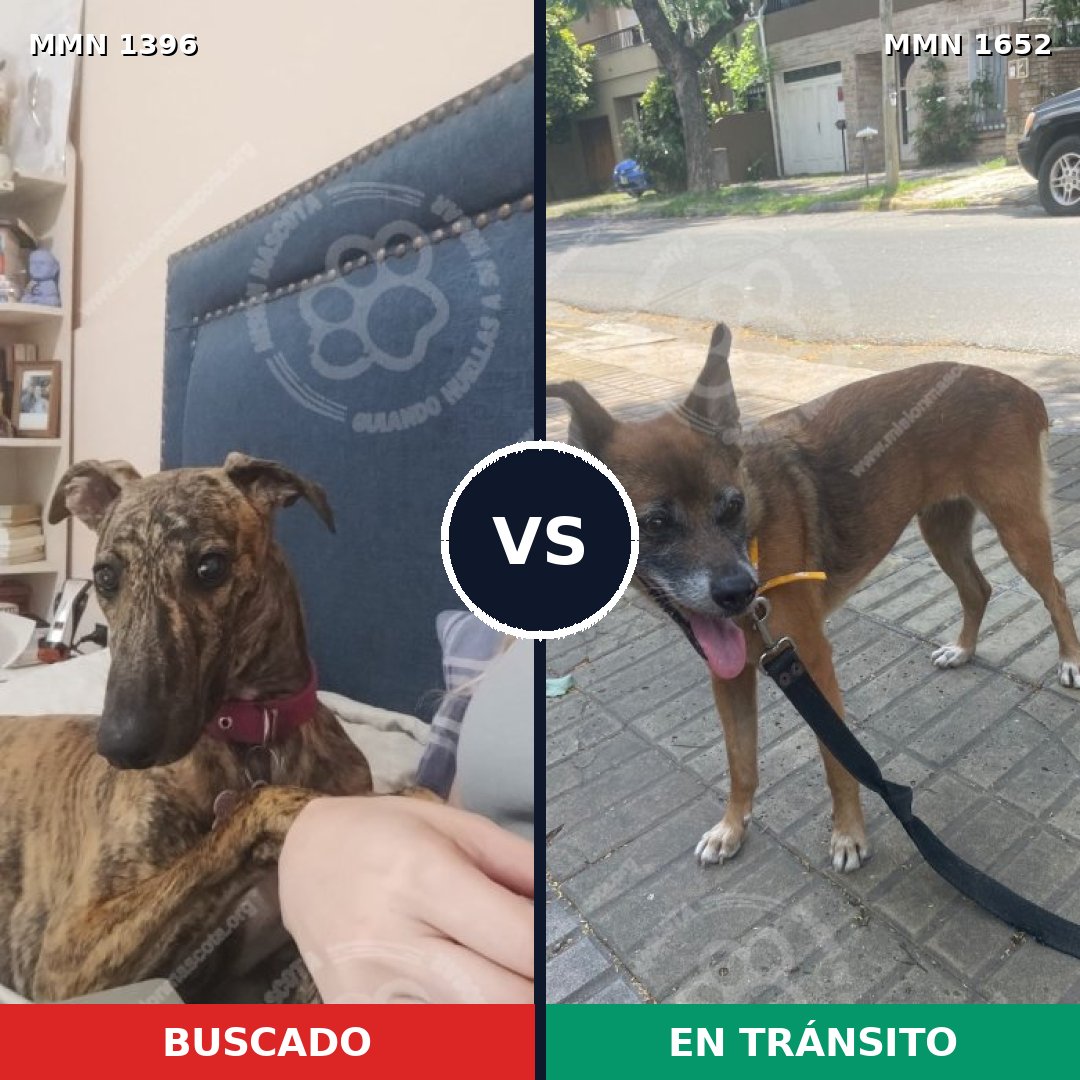 Comparativa MMS 35210: mascota perdida y mascota encontrada, 37% de similitud