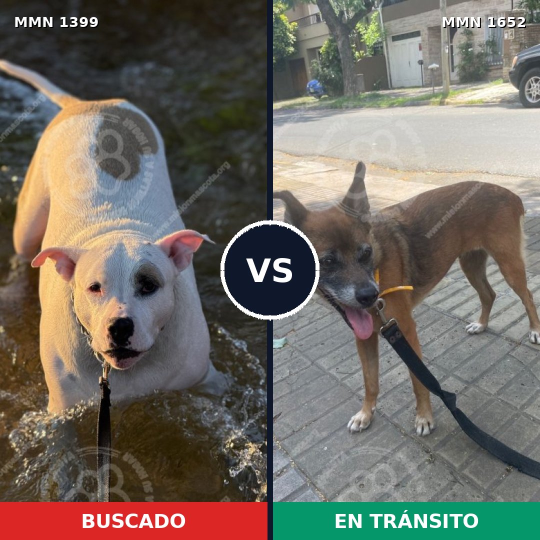 Comparativa MMS 35212: mascota perdida y mascota encontrada, 34% de similitud
